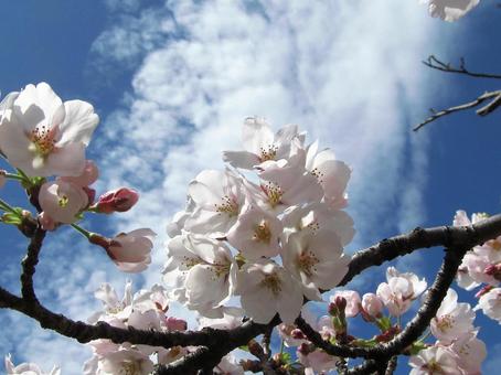 桜と春の青空（Cherry Blossoms） 桜,さくら,花の写真素材