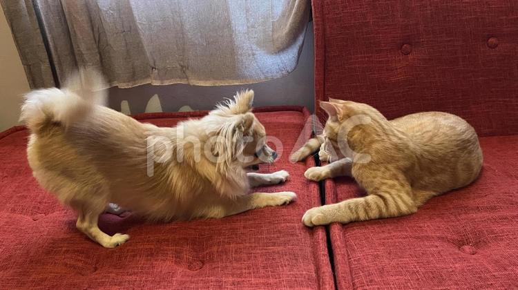 向かい合う犬と猫 犬,猫,チワワの写真素材