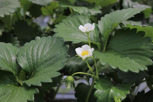 いちごの花2 いちごの花2 いちごの花,花,苺の写真素材