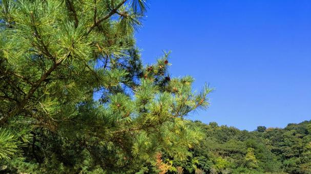 光を浴びた常緑樹 空,空背景,秋の写真素材