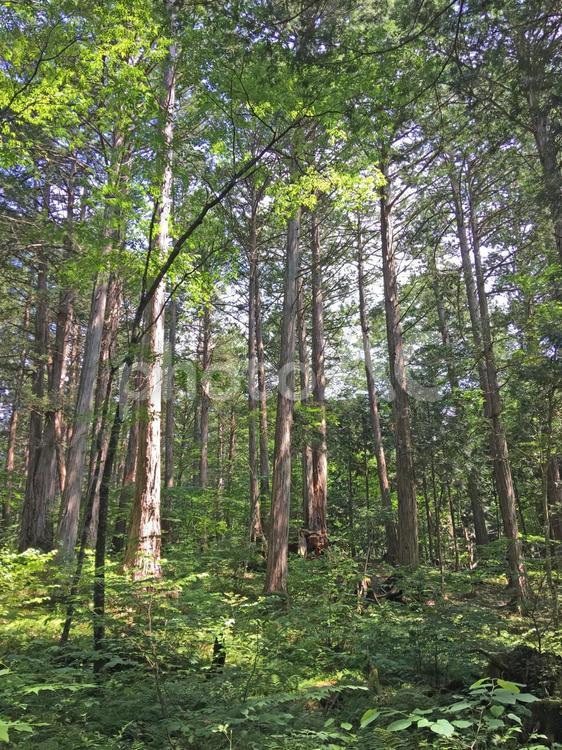 白樺の森 新緑,森,林の写真素材