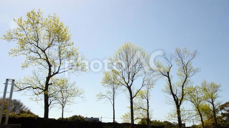 新緑の樹木 新緑,樹木,公園の写真素材