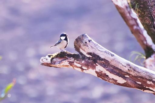 木にとまるシジュウカラ 木にとまるシジュウカラ 鳥,シジュウカラ,野鳥の写真素材