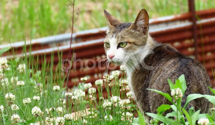ノラネコ 猫,キャット,地域猫の写真素材