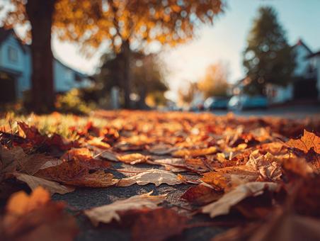 暖色のグラデーションの葉の群れの写真