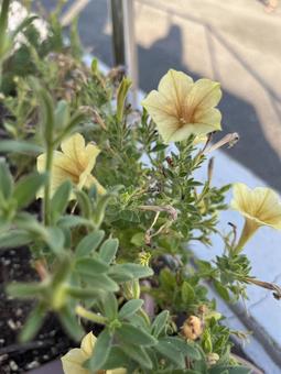 夏の花 夏の花の写真