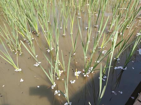 おたまじゃくし おたまじゃくし おたまじゃくし,池,沼の写真素材