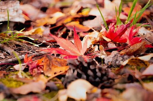 松ぼっくりとカエデの葉のクローズアップ 紅葉,落ち葉,葉の写真素材