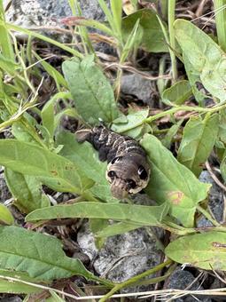 Photo, caterpillar, larva, shu, 