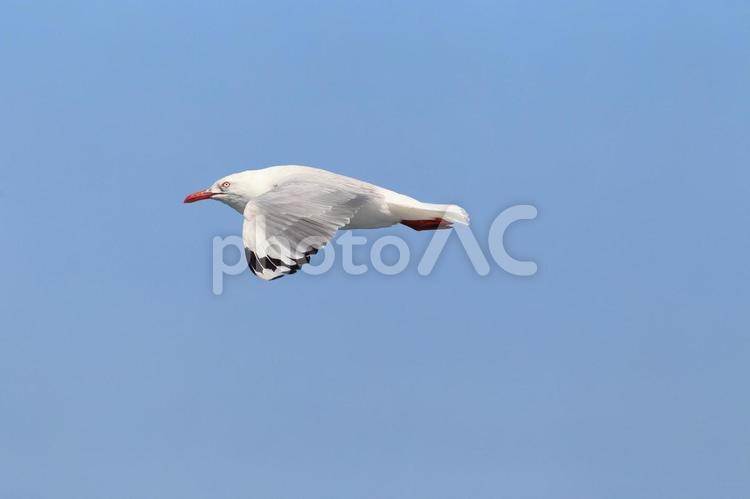 ギンカモメ ギンカモメ,カモメ,かもめの写真素材