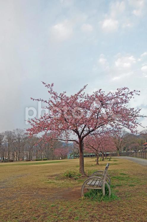河津桜とベンチ＜八王子・小田野中央公園＞ 河津桜,桜,風景の写真素材