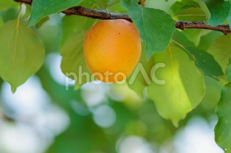 黄色く熟したスモモの実 果実,果物,フルーツの写真素材