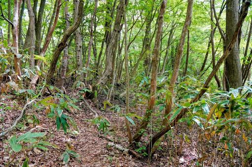 奥出雲の萌芽更新による広葉樹林 奥出雲の萌芽更新による広葉樹林 広葉樹,森林,木漏れ日の写真素材