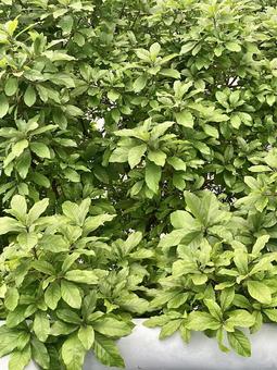 木の葉っぱ 木,葉,植物の写真素材