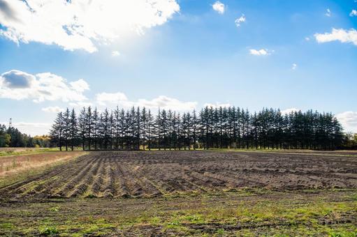 針葉樹の並木⑵ 木,並木,針葉樹の写真素材
