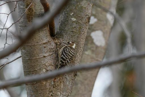 木の幹をつつくコゲラ 木の幹をつつくコゲラ コゲラ,鳥,野鳥の写真素材