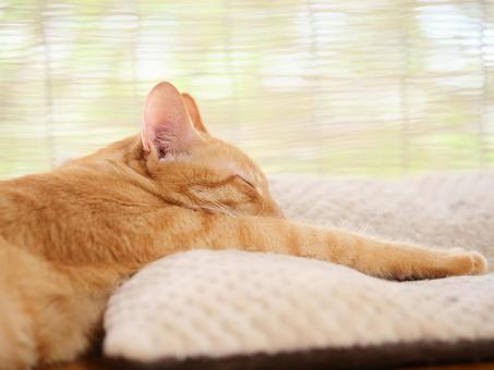 Cat taking a nap, JPG