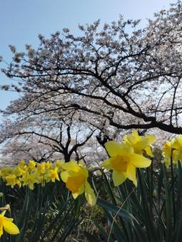 水仙と桜 水仙と桜の写真