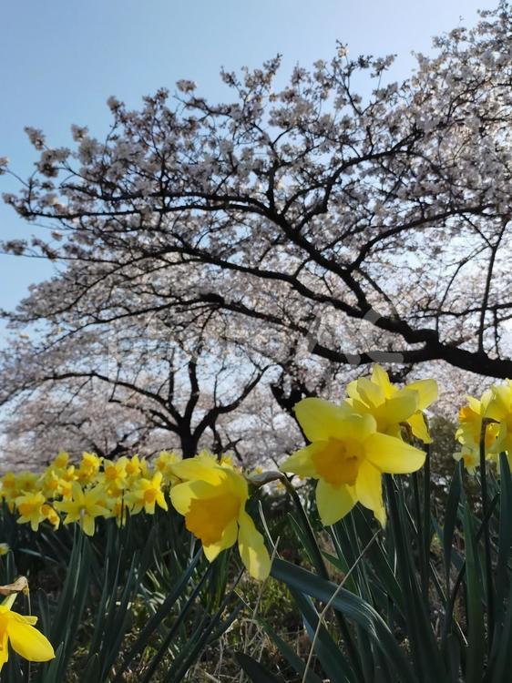 水仙と桜 さくら,春,自然の写真素材