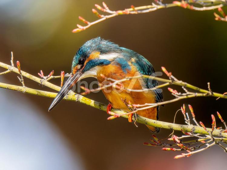 枝にとまるカワセミ カワセミ,野鳥,鳥の写真素材
