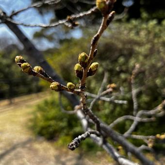 Cherry blossom buds that haven't bloomed yet, JPG