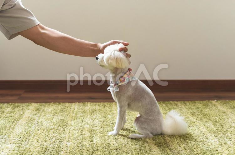 犬の頭を撫でる 犬の頭を撫でる 犬,わんちゃん,ドッグの写真素材