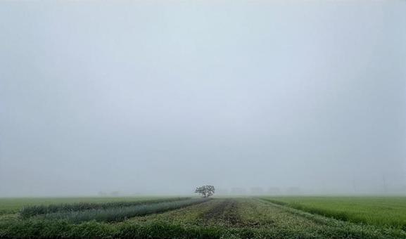 朝霧 朝霧の写真
