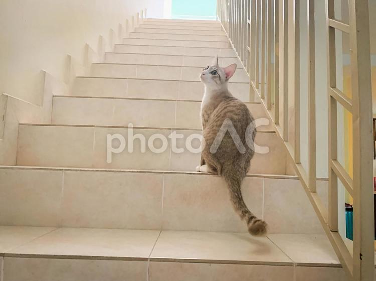 階段と猫 猫,階段,石階段の写真素材