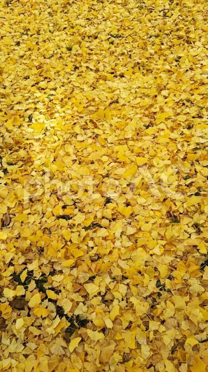 黄金の絨毯　イチョウの落ち葉 銀杏,黄,黄金の写真素材