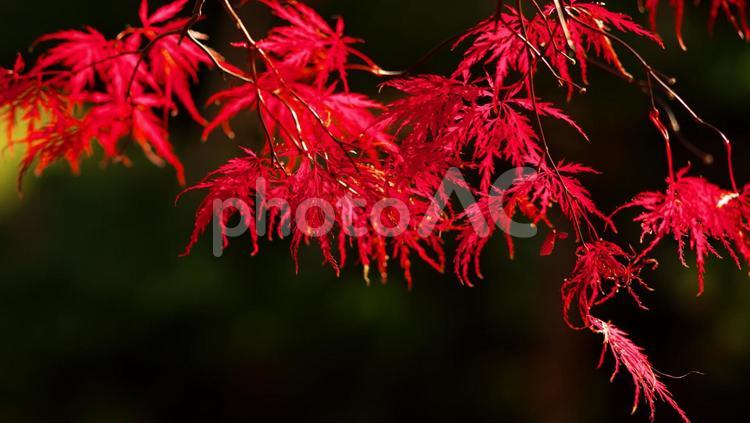 真っ赤に染まった平岡樹芸センター 平岡樹芸,ノムラモミジ,一面の写真素材