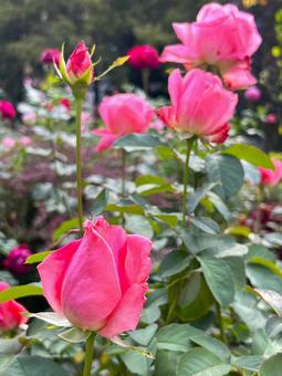 秋バラの咲く風景の写真