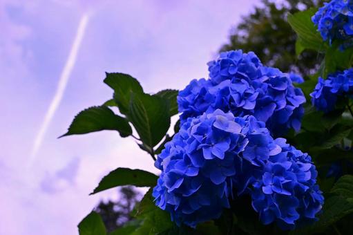 飛行機雲と紫陽花 飛行機雲と紫陽花 風景,梅雨,紫陽花の写真素材