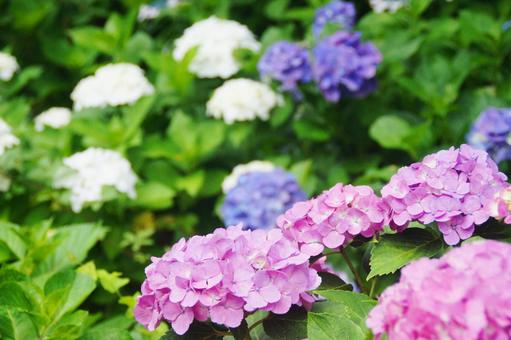 あじさい あじさい あじさい,紫陽花,6月の写真素材