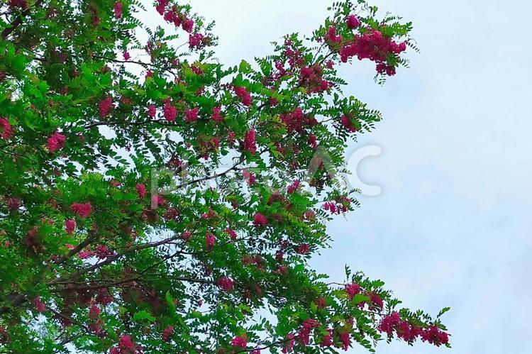明治百年通りのバラ色のアカシア7 ハナエンジュ,ベニバナエンジュ,ハリエンジュの写真素材