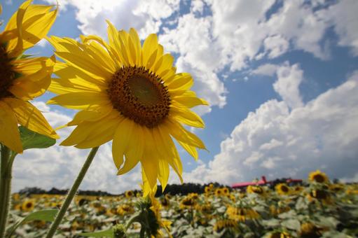 ひまわりの写真