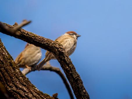枝にとまるスズメ 枝にとまるスズメ スズメ,雀,鳥の写真素材