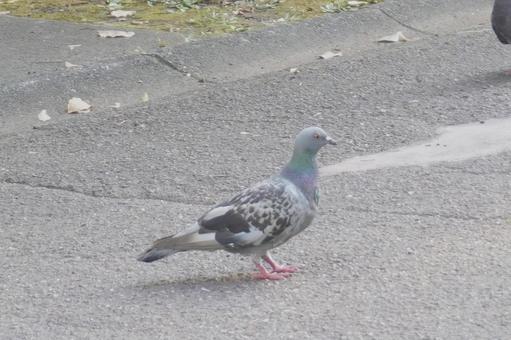 歩く鳩 歩く鳩 鳩,ハト,鳥の写真素材