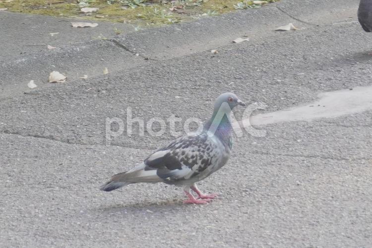 歩く鳩 鳩,ハト,鳥の写真素材