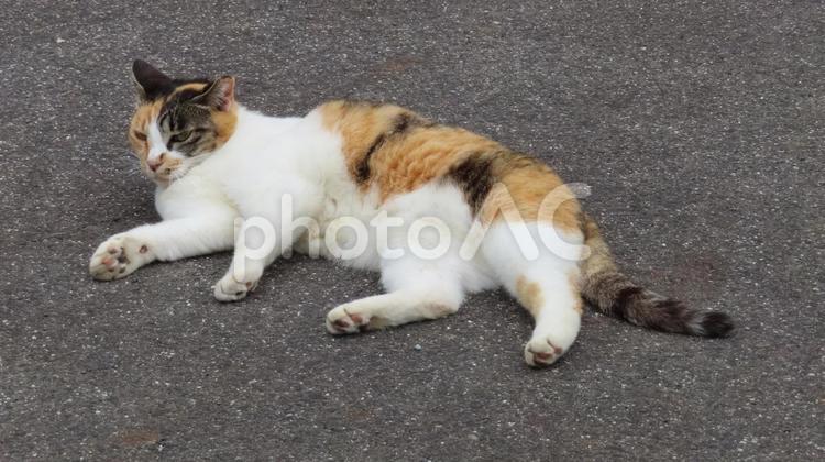 快適に夕涼みを楽しむもふもふな三毛猫 三毛猫,猫,寝そべるの写真素材