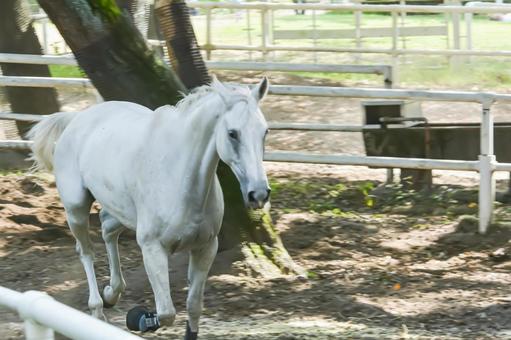 馬場を気持ち良さそうに走る白馬 馬場を気持ち良さそうに走る白馬の写真