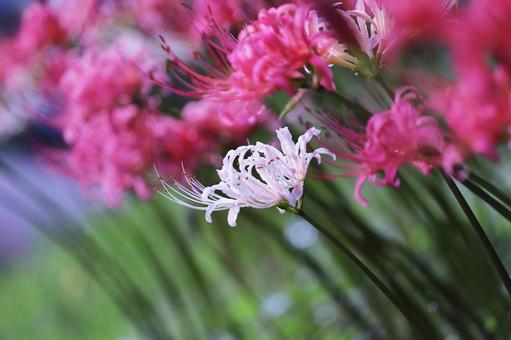 White spider lilies amongst the red, JPG White spider lilies amongst the red, JPG