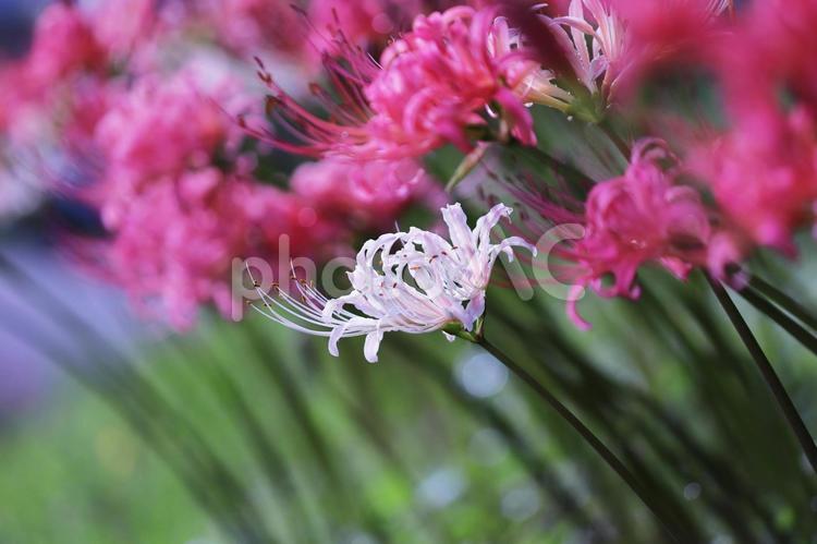 赤い群生の中の白い彼岸花 彼岸花,花,植物の写真素材