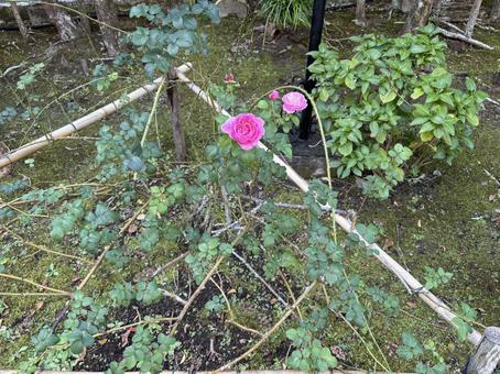 薔薇 薔薇,花,庭の写真素材