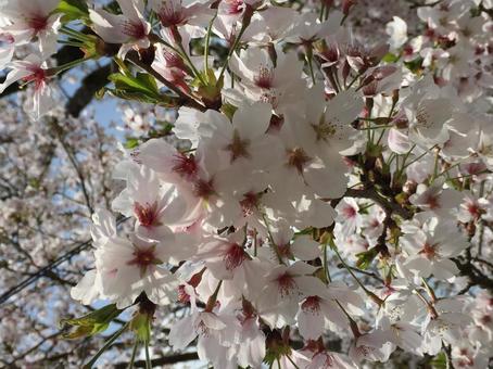 桜2 桜2の写真