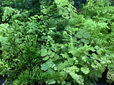 アジアンタム 観葉植物 アジアンタム 観葉植物の写真