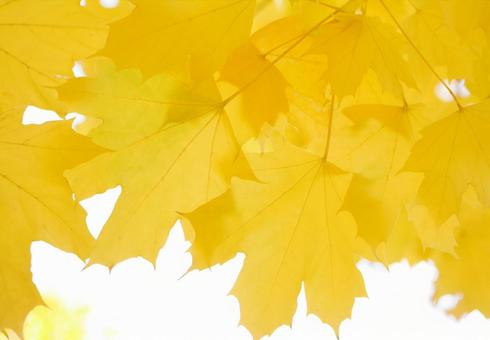 Autumn maple leaves frame background material, JPG
