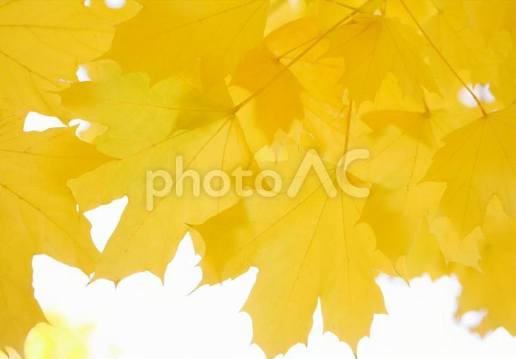 秋の楓の紅葉 フレーム 背景素材 紅葉,もみじ,楓の写真素材