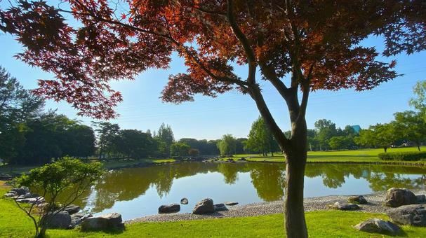 朝の北部公園(金沢市):25 朝の北部公園(金沢市):25 公園,春,夏の写真素材