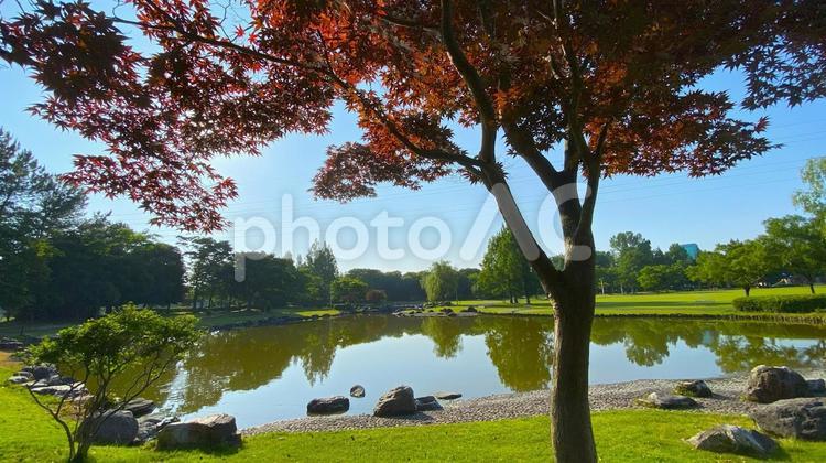朝の北部公園（金沢市）：25 公園,春,夏の写真素材