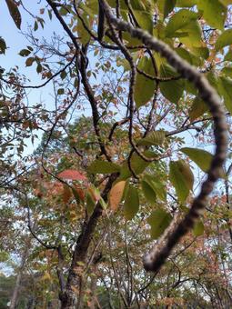 紅葉の足音 紅葉,桜,足跡の写真素材